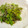 Haru Haru's cooksnap of when they made 菜の花と小女子の炒め蒸し.