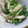 daikanon's cooksnap of when they made エリンギの生姜炒め.