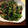 まよっぺまこっぺ's cooksnap of when they made ナスの揚げ浸し風　春菊添え.