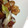 ピーナッツ11's cooksnap of when they made グルテンミートと白ねぎの黒酢炒め.