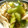 Satoco❋'s cooksnap of when they made 簡単！ささみときゅうりの塩昆布和え.