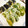 ちぃち〜ろ♡'s cooksnap of when they made れんこんと鶏ミンチのしそはさみ揚げ.