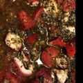 よひりこき's cooksnap of when they made タコとトマトのバジルマリネ.