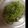 osoranota's cooksnap of when they made もう一品☆きゅうりの甘酢おろし.