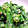ＬＯＶＥＤＯＧＳ's cooksnap of when they made 菜の花のマスタード和え.
