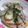 ２―３'s cooksnap of when they made レンコンと長芋の塩きんぴら.