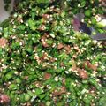 笑顔がみたい's cooksnap of when they made アレンジズボラ飯.