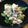 ばたみそーぱん☆'s cooksnap of when they made サラダのような菜の花の白和え.