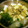msrinon's cooksnap of when they made 牡蠣と豆腐のとろみ煮.