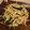 PopR's cooksnap of when they made もやしのごま酢和え.
