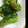 Aーーーーみ's cooksnap of when they made 超簡単！菜の花の煮浸し.