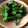 mameriko's cooksnap of when they made 菜の花のからし酢みそ和え.