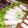 Satoco❋'s cooksnap of when they made かいわれ大根とハムのくるッとサラダ.