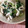 mym1119's cooksnap of when they made 青梗菜と鶏むね肉のゆずマヨ和え.