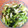 ともも366's cooksnap of when they made 簡単：キャベツとわかめの生姜和え.