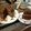月✳Iris's cooksnap of when they made ザッハトルテ.