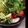 ｓｒｋ's cooksnap of when they made 簡単さっぱり！冷たいトマトサラダ♪.