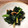 さくひな1212's cooksnap of when they made ほうれん草と桜海老のにんにく炒め.