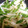 たこるまめお's cooksnap of when they made 簡単中華　ジャガイモとピーマンの塩炒め.