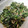 kimi1127's cooksnap of when they made 大根の葉としらすのふりかけ.