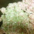 げんきっす's cooksnap of when they made 食べたいときｽｸﾞ出来る☆もんじゃ焼き.