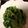 お気楽な嫁。's cooksnap of when they made 小松菜の香味胡麻和え.