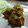 マルチワワ's cooksnap of when they made 鶏の唐揚げたっぷりねぎソース。.