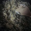light0093's cooksnap of when they made 妊婦ﾁｬﾝに鉄分を☆ひじきの炊き込みご飯.