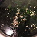 asianinaz's cooksnap of when they made 即席：鶏がらスープの素で作るワカメスープ.