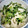 はるたんママ0727's cooksnap of when they made ささみときゅうりの塩鶏サラダ.
