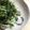モアモアモアモア's cooksnap of when they made 水菜の塩昆布和え.