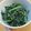 daikanon's cooksnap of when they made 果歩料理＊春菊のごま和え.