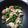 ＊Sea＊'s cooksnap of when they made ☆鶏肉と菜の花の炒め物☆.