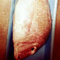 dokukinoko's cooksnap of when they made 魚の鱗の取り方！.