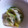 さくらックマ's cooksnap of when they made ＊　長ねぎの２種の和え物　＊.