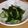 みさっくす85's cooksnap of when they made ワカメと胡瓜の酢の物.