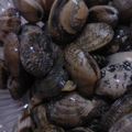 くちびるこ's cooksnap of when they made 我が家のアサリの砂抜き.