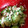 maru♡'s cooksnap of when they made 簡単☆きゅうりとツナのすし酢和え.