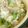 zakkiiM's cooksnap of when they made ちいちゃな 薬膳【生姜と大根の粥】.