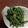 とんぼのはね's cooksnap of when they made 三度豆のごま和え.