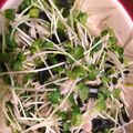 らくらくチャピ's cooksnap of when they made ピリ辛♪えのきとわかめと貝割れのおつまみ.