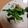 さおにゃんこ✨'s cooksnap of when they made ちくわと菜の花のごま和え.