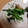 さおにゃんこ✨'s cooksnap of when they made ちくわと菜の花のごま和え.