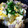 すももももモモンガ's cooksnap of when they made 簡単 親子丼 基本の丼だし.