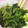 yukimamamama's cooksnap of when they made 小松菜のごま和え.