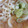 ４番目's cooksnap of when they made おろし煮込みうどん.