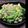 こじ★こじ's cooksnap of when they made 豚肉と小松菜のピリ辛炒め.