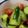 hadukisann's cooksnap of when they made キュウリの簡単フレンチ風サラダ.