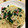 たかたけしゅん's cooksnap of when they made 簡単☆ほうれん草とベーコンの和風パスタ.