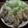 ちび妙's cooksnap of when they made 皮から手作り餃子.